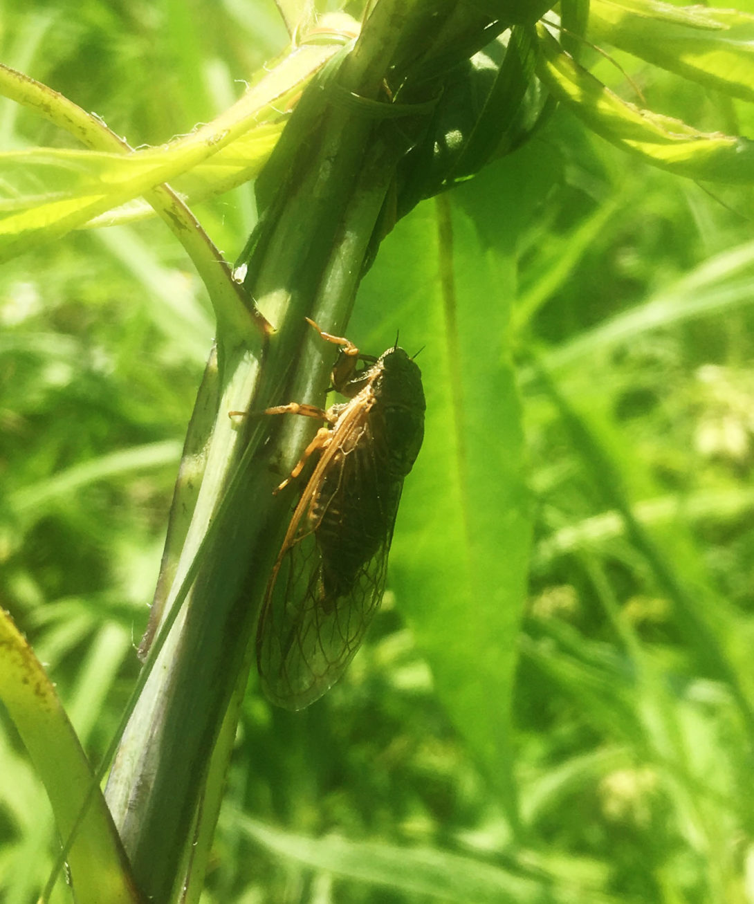 Prairie Cicada