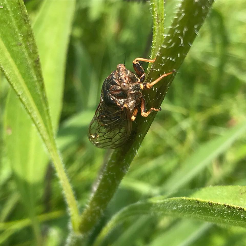 cicada on a leaf