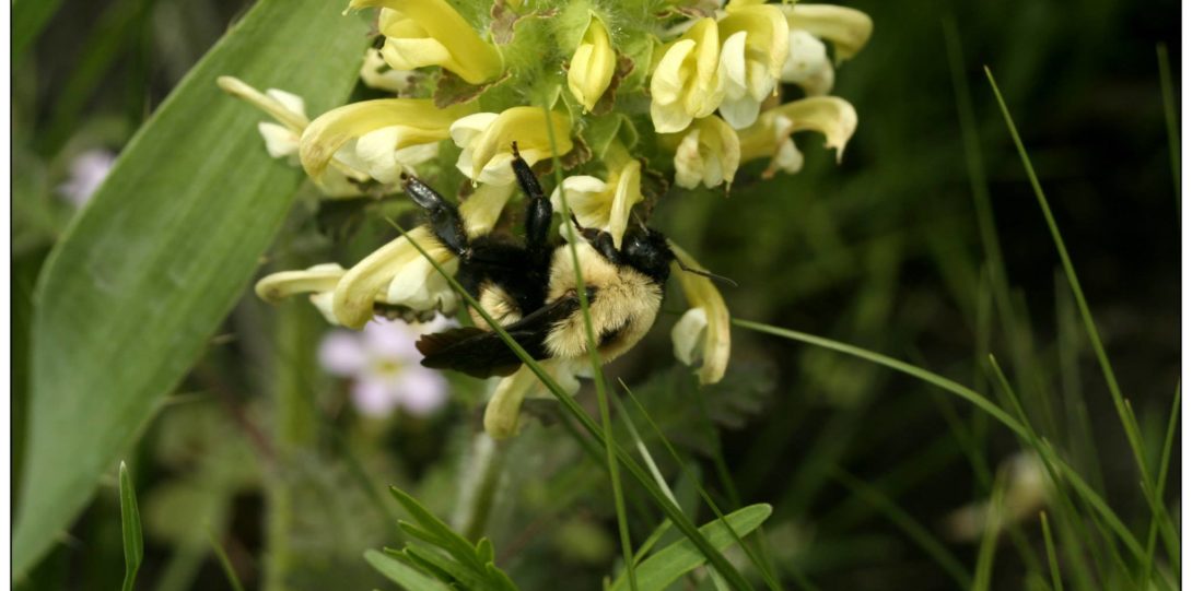 Bombus bimaculatus is a relatively common North American bumble bee that has not suffered recent declines.